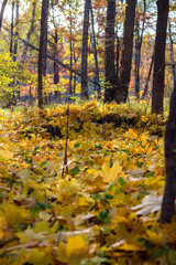 Obraz premium Ground covered with yellow maple leaves on the lawn. Colorful vertical golden autumn background