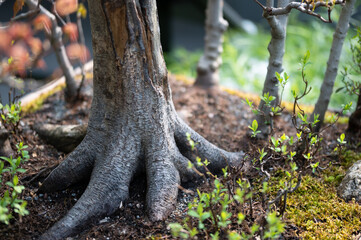 Privileged View Deep into the Hidden Bonsai Forest