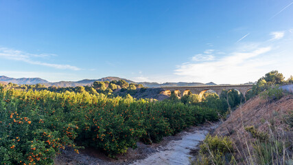 Fototapeta na wymiar Cultivation of oranges in Algar de Palancia, Comunidad Valencia, near Valencia Spain. Harvest of oranges.