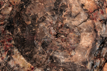 Detail of a piece of petrified wood showing the tree growth rings and quartz of various colors of deep red, cream, brown, and  black.
