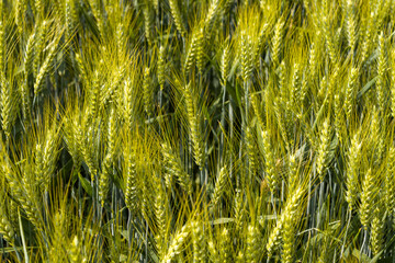 Ears of wheat in the French countryside in Europe, France, Isere, the Alps, in summer on a sunny day. - obrazy, fototapety, plakaty
