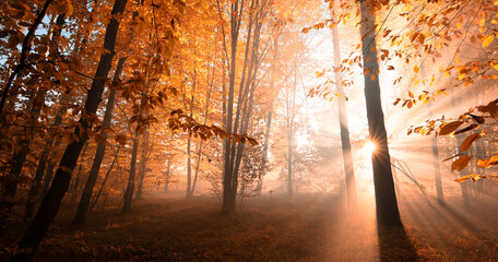 Naklejka na ściany i meble The rays of the sun in the autumn misty forest.