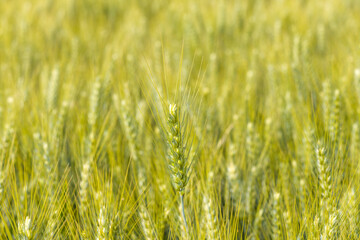 Ears of wheat in the French countryside in Europe, France, Isere, the Alps, in summer on a sunny day.