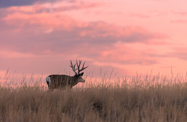 Mule Deer Buck Silhouetted at Sunset in Colorado in Autumn