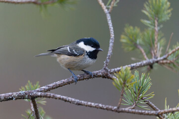 Coat tit, Periparus ater