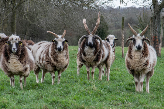 moutons de Jacob, brebis et b&eacute;lier