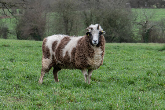 mouton de Jacob, brebis