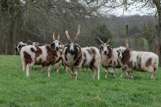 troupeau de moutons de Jacob