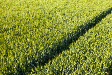 The tracks of a tractor in a green wheat field in Europe, France, Isere, the Alps, in summer, on a...