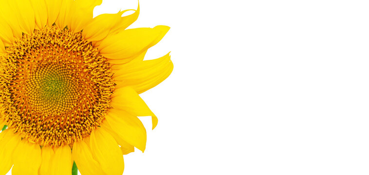 yellow sunflower flower close-up on an isolated white background with space for text. High quality photo