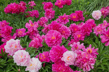 peony bush with filled pink blossoms, in may