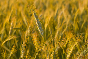Wheat ears in the French countryside at sunset in Europe, France, Isere, the Alps, in summer.