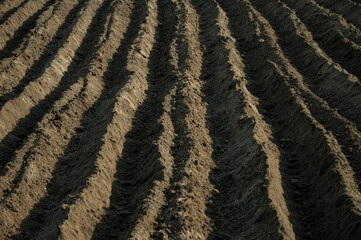 Fototapeta na wymiar soil prepared for planting potatoes, made by rows of motorcycles. High quality photo