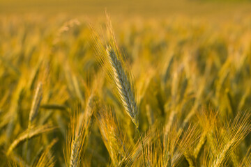 Wheat ears in the French countryside at sunset in Europe, France, Isere, the Alps, in summer.