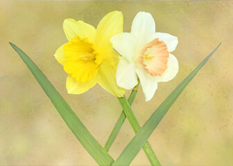 yellow and white daffodils on a greenpainterly background
