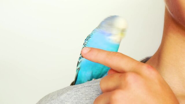A budgie jumps on his shoulder. Funny parrot is playing with the owner. A tame, curious budgerigar sits on a man. A man is playing with a bird. The friendship of the owner and the pet.