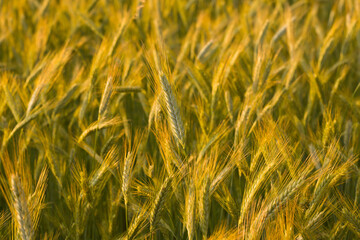Wheat ears in the French countryside at sunset in Europe, France, Isere, the Alps, in summer.