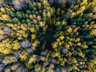Yellow-green crowns of trees in the autumn forest from a height