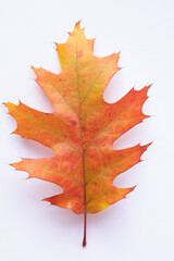Orange oak leaf on a white background.