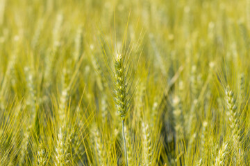 Ears of wheat in the French countryside in Europe, France, Isere, the Alps, in summer on a sunny day.
