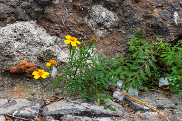 small yellow flowers growing on crack in the pavement , environment concept