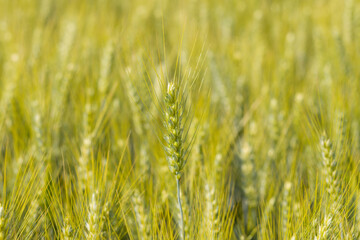 Ears of wheat in the French countryside in Europe, France, Isere, the Alps, in summer on a sunny day.