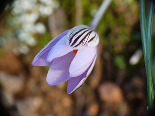 Orchidea selvatica © Steve Fossiant