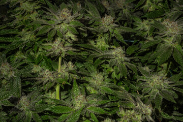 Macro view for French cookies variety of marijuana with violet bloom