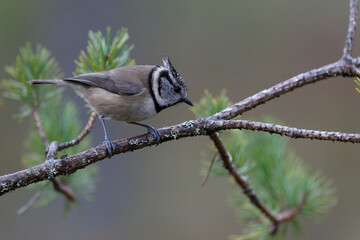 Crested tit, Lophophanes cristatus