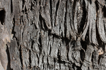 uneven bark on old trunk of old tree close up