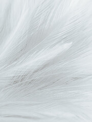 Beautiful abstract black feathers on white background, soft white feather texture on white texture...