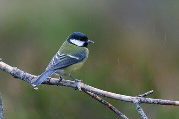 Great tit, Parus major