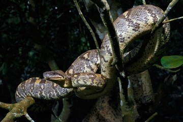 Madagaskar-Hundskopfboa // Madagascar tree boa (Sanzinia madagascariensis)