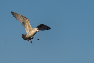 Fototapeta premium Herring gull, Larus argentatus