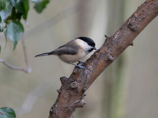 Willow tit, Poecile montanus