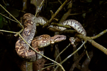 Madagascar tree boa // Madagaskar-Hundskopfboa (Sanzinia madagascariensis)