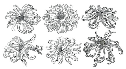 Hand drawn vector Japanese style illustration of 6 set chrysanthemums flowers in the style of modern tattoos.