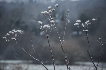 Dried flowers during snowy winter morning
