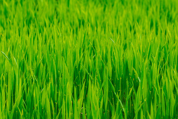 Texture of young green spring grass, background with grass. Grass in the meadow