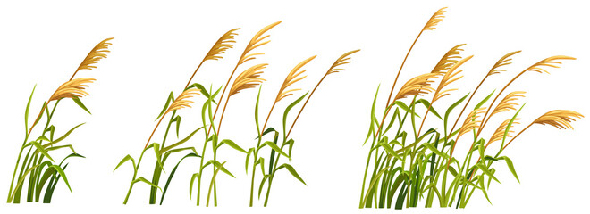 Marsh reed, grass. Set of swamp cattails. Vector bulrush for computer games isolated on white background.