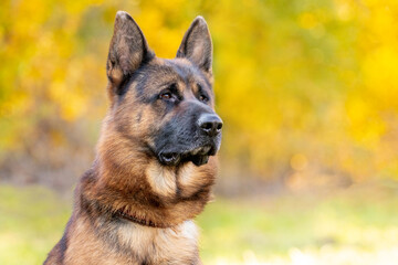 Portrait of a German shepherd on a blurred background. Serious big dog breed German Shepherd