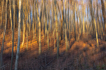 Beech trees in late autumn sun with motion blur - abstract, pattern, motion effect