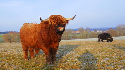 imposantem schottischem Hochlandrind gefällt es in Deutschland auf sonniger Wiese im Winter
