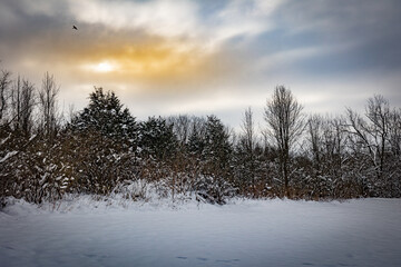Winter forest landscape with morning sun sneaking behind clouds in Veteran’s park, Lexington,...