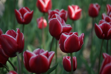 Fototapeta premium Tulipes rouges au printemps