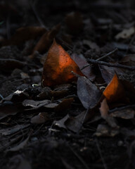 autumn leaves on the ground