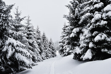 Piękna biała zima w górach, śnieg w Karkonoszach, szlak górski, ośnieżone choinki, ferie zimowe.