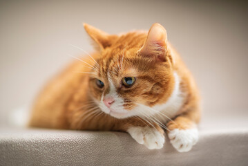 Beautiful purebred domestic cat photographed in a home studio.