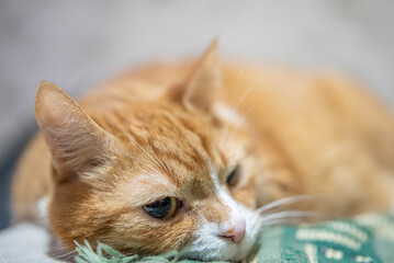 Beautiful purebred domestic cat photographed in a home studio.