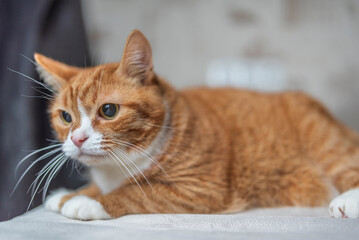 Fototapeta premium Beautiful purebred domestic cat photographed in a home studio.